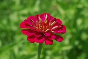 single-hot-pink-zinnia-image