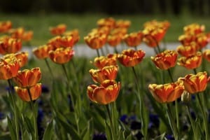 field-orange-flowers-image