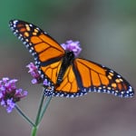 monarch-butterfly-purple-flower-faded-background-image