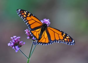 monarch-butterfly-purple-flower-faded-background-image