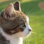 cat-profile-green-grass-image