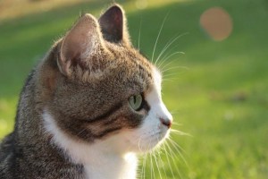 cat-profile-green-grass-image