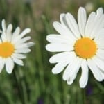 happy-daisies-image