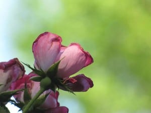 pink-bloom-corner-image