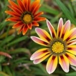 yellow-orange-brown-daisies-image