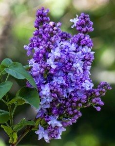 purple-lilac-stalk-image