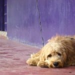 dog-sleeping-sidewalk-purple-background-image