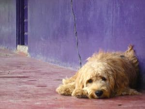 dog-sleeping-sidewalk-purple-background-image