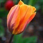 single-orange-tulip-flower-closeup-image
