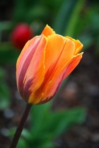 single-orange-tulip-flower-closeup-image