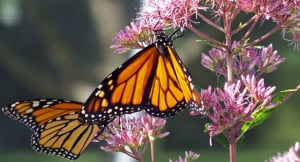 monarch-hanging-on-pink-flower-image