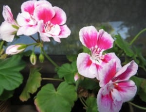 light-and-dark-pink-geraniums-image