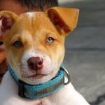big-blue-eyed-brown-white-puppy-image