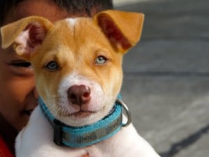 big-blue-eyed-brown-white-puppy-image