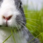 gray-white-bunny-chewing-grass-image