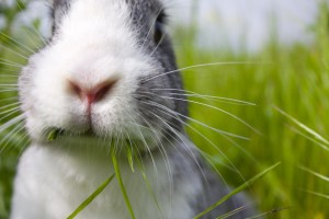 gray-white-bunny-chewing-grass-image