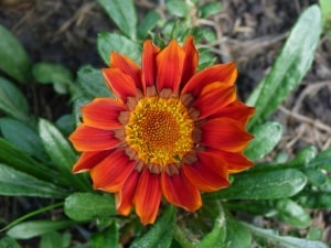 red-flower-closeup-petals-image