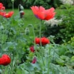 red-poppies-field-green-image