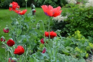 red-poppies-field-green-image