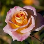 rose-yellow-center-rose-image