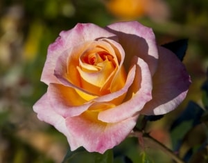 rose-yellow-center-rose-image