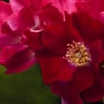 deep-red-pink-rose-bouquet-image