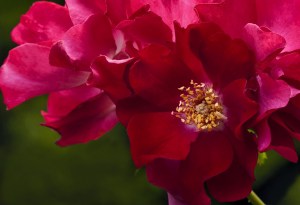 deep-red-pink-rose-bouquet-image