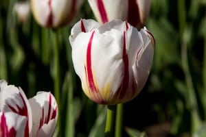 striped-tulip-image