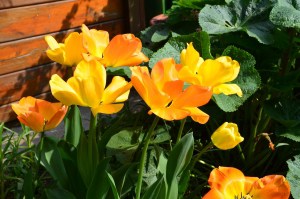 yellowish-orange-tulip-garden-image