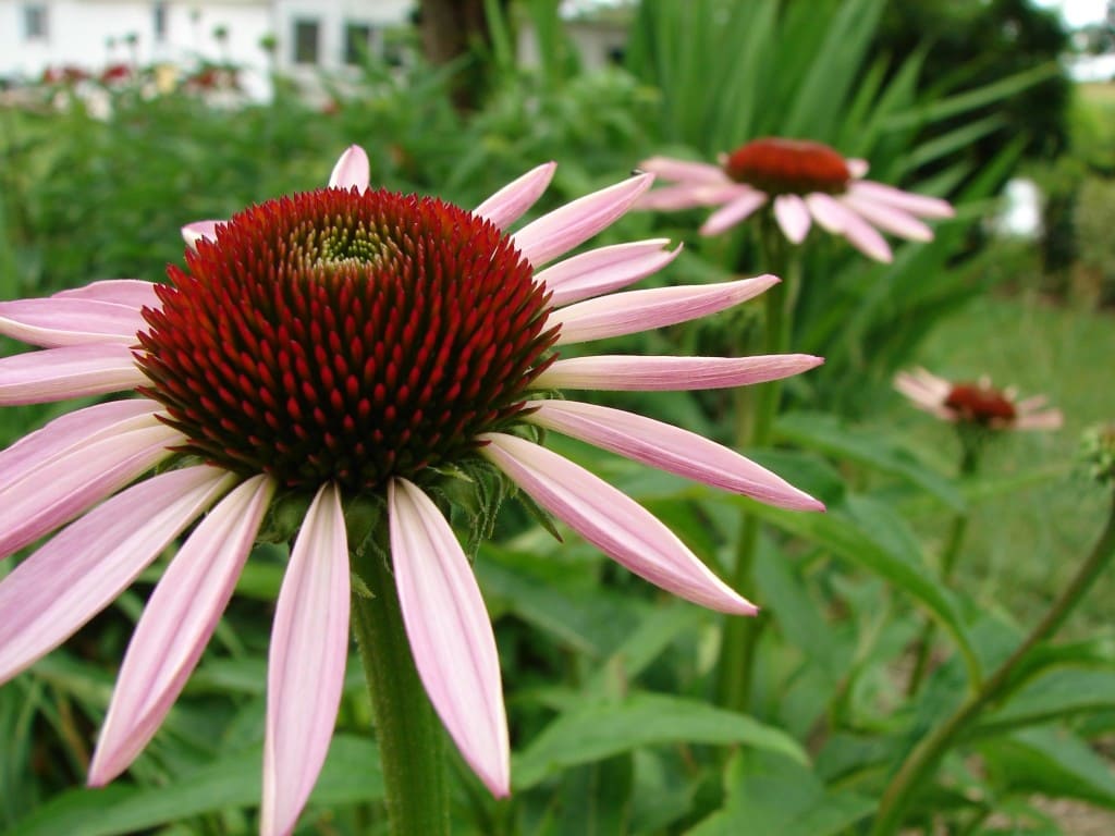 pink-close-up-spikey-flower-image