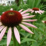 pink-close-up-spikey-flower-image