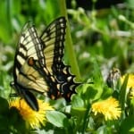 yellow-black-butterfly-dandelion-image