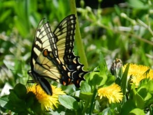 yellow-black-butterfly-dandelion-image