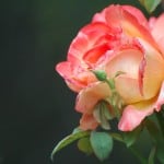 apricot-pink-rose-image