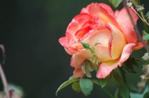 apricot-pink-rose-image