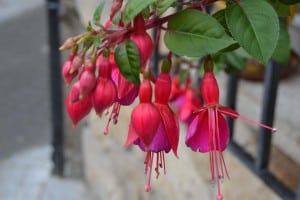 hanging-red-flowers-image