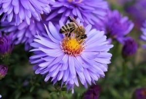 purple-flower-bee-image