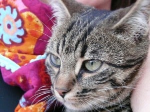 cat-on-colorful-blanket-image