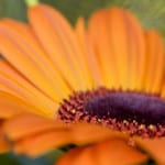 beautiful-orange-daisy-close-image