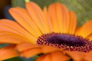 beautiful-orange-daisy-close-image