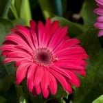 colorful-daisies-pink-yellow-purple-image