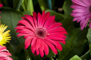 colorful-daisies-pink-yellow-purple-image