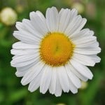 giant-daisy-image