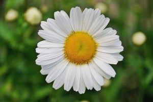 giant-daisy-image