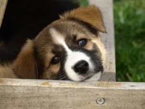 brown-black-white-puppy-resting-head-image