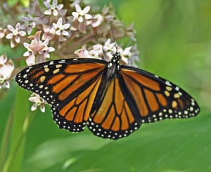 tiny-flowers-monarch-image