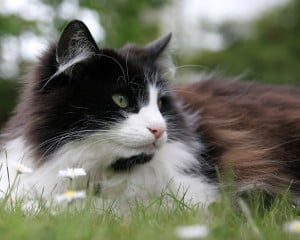 lounging-black-white-cat-grass-image