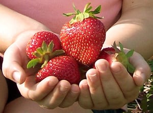 handful-strawberries-image