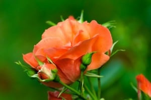 orange-rose-image