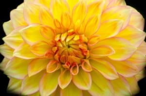 close-up-center-yellow-flower-image